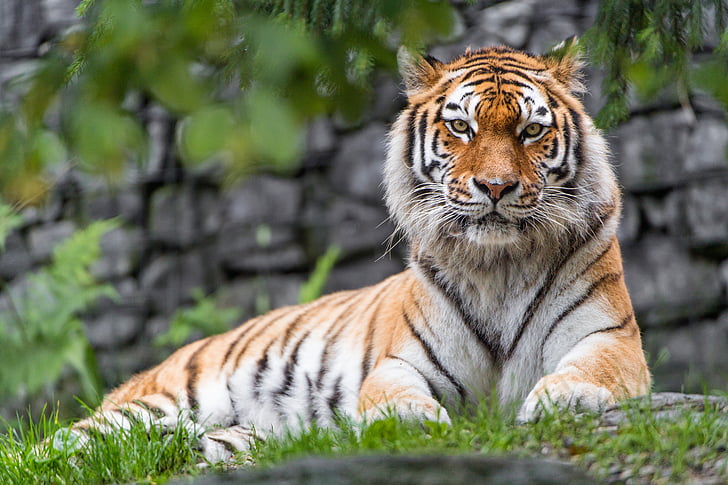 выборочный фокус фотография тигра, сибирский тигр, сука, зоопарк, большая кошка, HD, 5K, HD обои