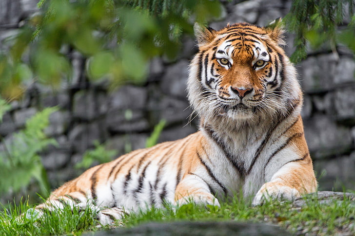 Zoo, tygrys syberyjski, 5K, duży kot, samica, Tapety HD