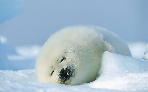 животные, малыш, мило, мех, щенок, тюлень, спит, снег, зима, HD обои HD wallpaper