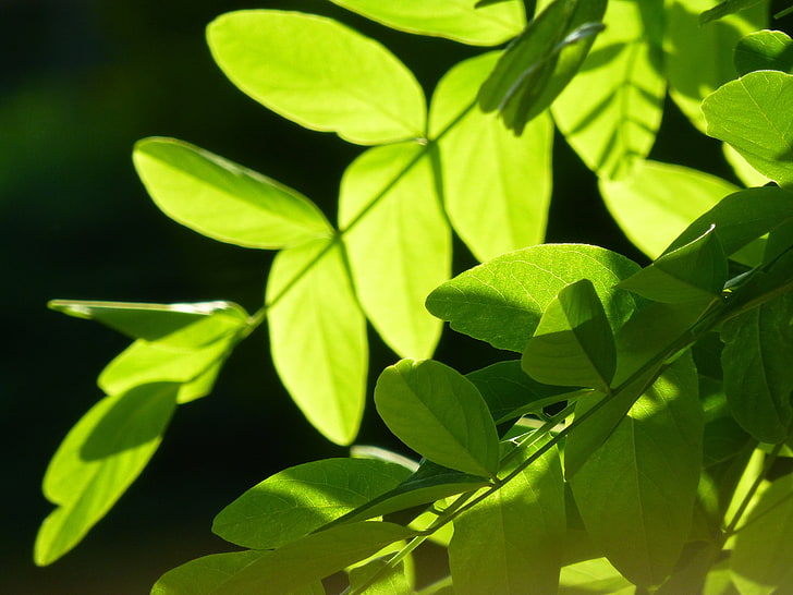 tanaman berdaun hijau, hijau, pohon, alam, segar, Wallpaper HD