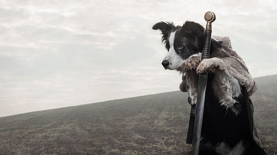 adult black and white border collie, dog, sword, animals, Game of Thrones, HD wallpaper HD wallpaper