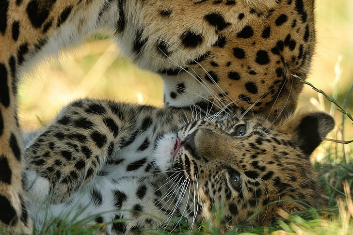 Amur leopard cub, Kitten, Motherhood, Predators, Leopard, HD wallpaper
