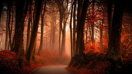 осень, лес-2560х1440, HD обои HD wallpaper