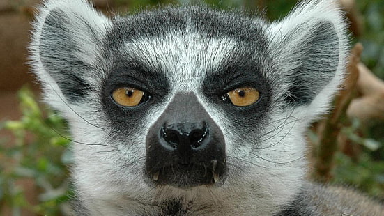 2560x1440 px, lémur, Madagascar, Primate, Fondo de pantalla HD HD wallpaper
