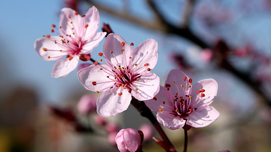 cherry blossom, japan, sakura, cherry, blossoms, flower, flowers, pure, nature, beautiful, spring, close up, HD wallpaper HD wallpaper