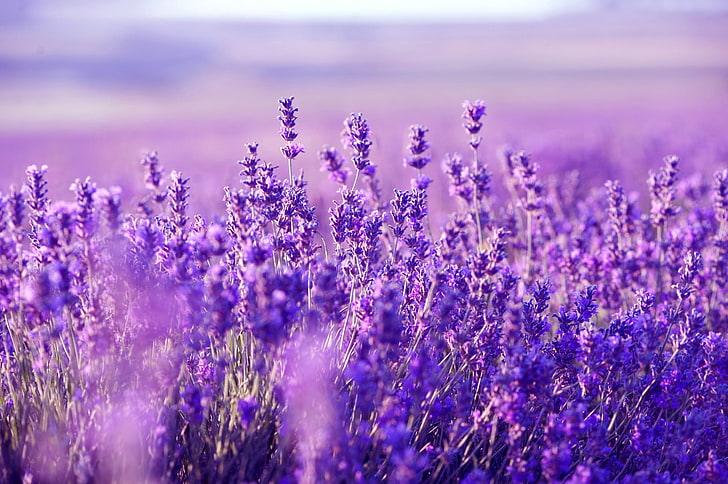 фиолетовые цветы, поле, растение, луг, лаванда, HD обои