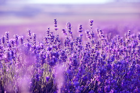 bunga ungu, bidang, tanaman, padang rumput, lavender, Wallpaper HD HD wallpaper