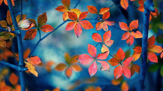 natura, alberi, foglie, ramo, caduta, profondità di campo, primo piano, Sfondo HD HD wallpaper