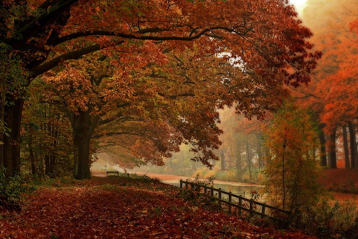 landscape, nature, forest, fall, river, walking, fence, leaves, trees, mist, Netherlands, HD wallpaper