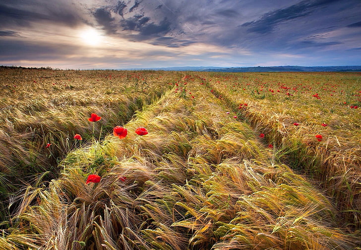 Weizen, Feld, Maki, Ährchen, HD-Hintergrundbild
