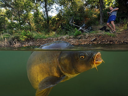 pesce bruno, pesce, carpa, vista divisa, lago, sott'acqua, Sfondo HD HD wallpaper