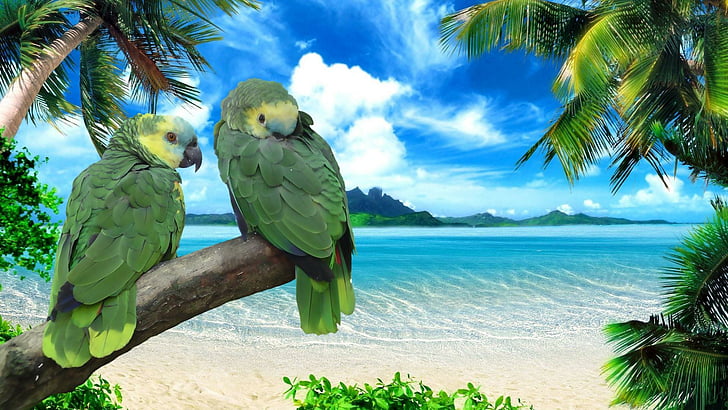 perroquets, oiseaux, bord de mer, été, palmiers, plage, ciel, Fond d'écran HD