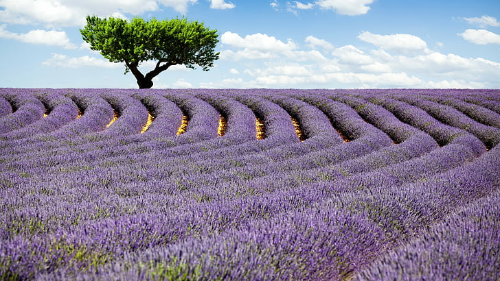 Campos de flores de lavanda, Campo de lavanda, 4k, wallpaper HD, Provence, França, Prados, lavanda, árvore, céu, HD papel de parede
