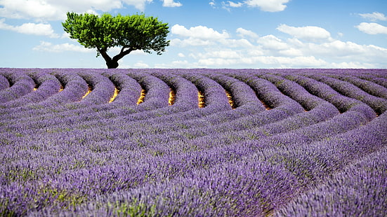 Campos de flores de lavanda, Campo de lavanda, 4k, wallpaper HD, Provence, França, Prados, lavanda, árvore, céu, HD papel de parede HD wallpaper