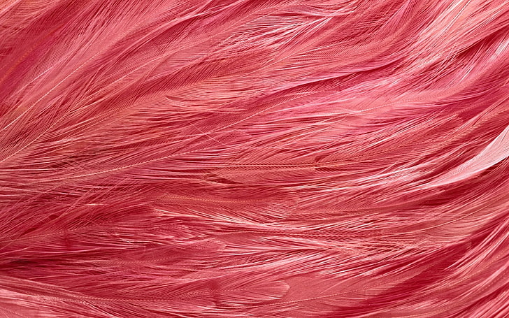 красное перо, перья, цвет, разноцветные, форма, HD обои