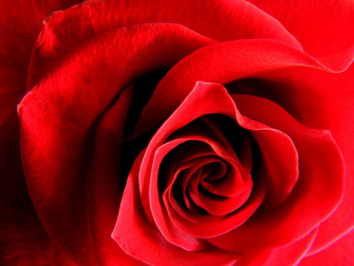 Mawar merah, mawar, Mawar merah, hari kasih sayang, makro, warna, mawar merah, mawar - Bunga, daun bunga, bunga, merah, cinta, roman, alam, close-up, Bunga tunggal, latar belakang, Hari valentine - Liburan, Wallpaper HD