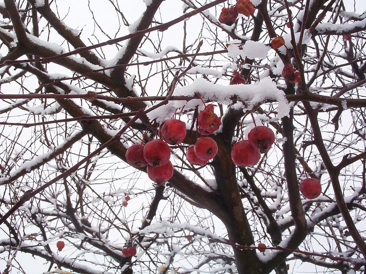 ripe fruits, mountain ash, branches, berry, snow, HD wallpaper