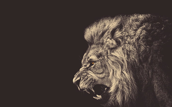 abstract, 1920x1200, Lion, male, angry, angry loin, HD wallpaper