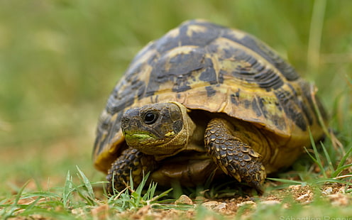 Tiere, Schildkröten, Reptilien, HD-Hintergrundbild HD wallpaper