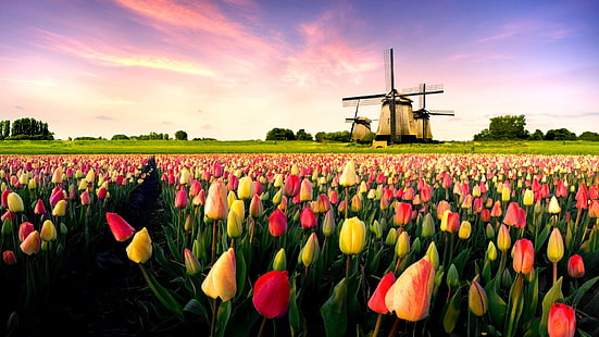 tulipan, natura, tulipany, wiosna, kwiat, roślina, ogród, kwiaty, flora, kwiat, kwiatowy, kwiat, płatek, pole, Holandia, holenderski, kolorowy, różowy, liść, bukiet, kwitnący, Holandia, pora roku, łodyga, żółty, sezonowe, kolorowe, świeże, wiązka, żywe, żarówka, jasne, botaniczne, fioletowe, letnie, pomarańczowe, walentynkowe, wiosenne, żarówki, keukenhof, Tapety HD HD wallpaper