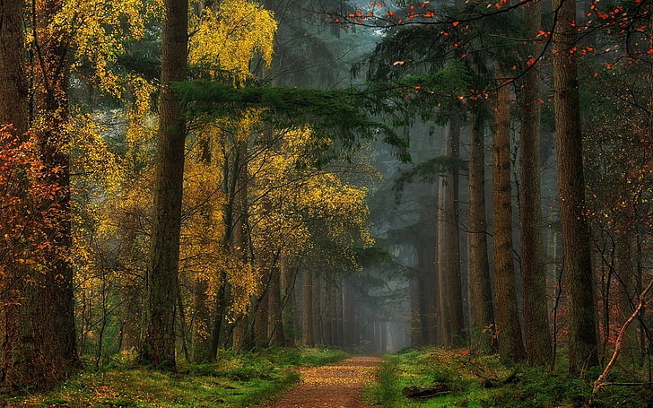 зеленые деревья, природа, пейзаж, красочные, осень, лес, грунтовая дорога, трава, путь, туман, деревья, желтый, HD обои