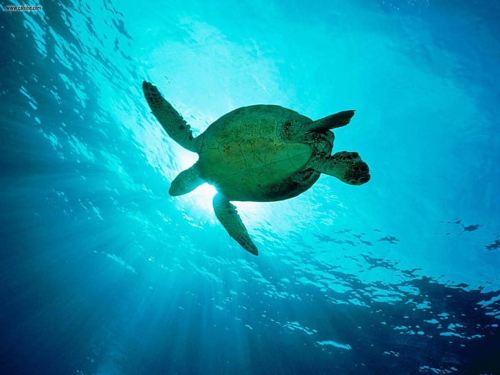 Морская черепаха, животные, море, синий, солнечный свет, морская черепаха, животные, море, синий, солнечный свет, HD обои