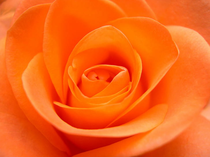 макро фото оранжевой розы, макро, фото, апельсин, цветок цветок, лепесток, природа, цветок, крупный план, роза - цветок, растение, головка цветка, одиночный цветок, фоны, красота В природе, романтика, любовь, свежесть, HD обои