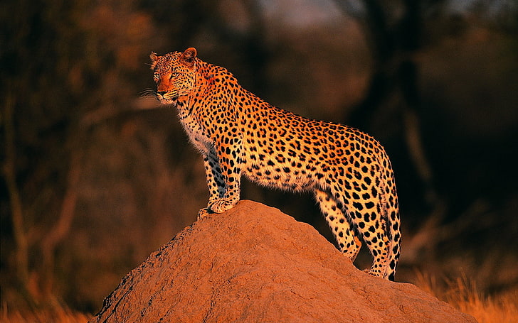 brun och svart leopard, leopard, kamrater, sten, HD tapet
