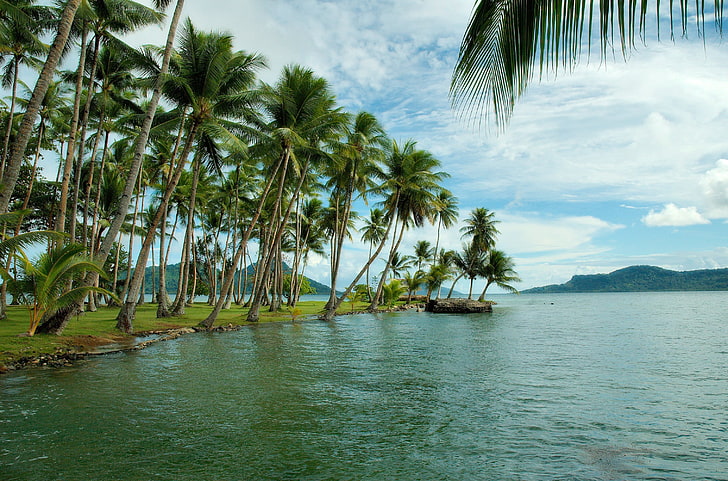 grüne und braune Baummalerei, Küste, Palmen, Insel, HD-Hintergrundbild