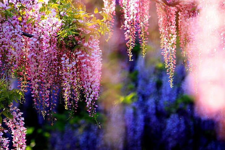 Pink Wisteria, wisteria, garden, pink, blossoms, nature and landscapes, HD wallpaper