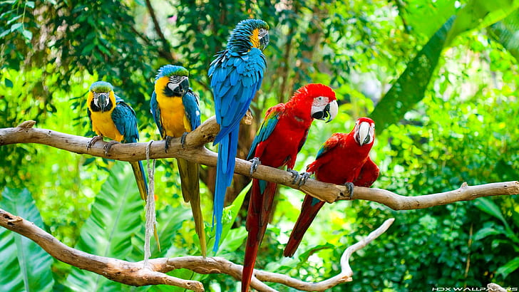 ptak, ara, papuga, tropikalny, Tapety HD