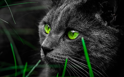 ตาแมวสีเขียวในวอลล์เปเปอร์ HD คุณภาพสูงที่มืด .., วอลล์เปเปอร์ HD HD wallpaper