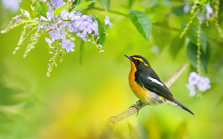 Uccello primaverile, ramo di un albero, fiori blu, uccello maya giallo e nero, primavera, uccello, albero, ramo, blu, fiori, Sfondo HD