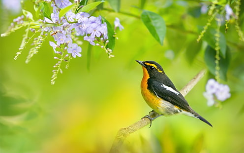 Uccello primaverile, ramo di un albero, fiori blu, uccello maya giallo e nero, primavera, uccello, albero, ramo, blu, fiori, Sfondo HD HD wallpaper
