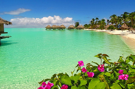 Bora Bora Beach Water Bungalows, exotique, tropical, lagon, pacifique sud, fleurs, tahiti, plage, bungalows sur l'eau, océan, sable, sud, Fond d'écran HD HD wallpaper