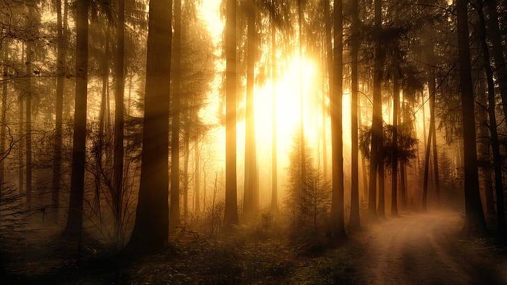 Мъглива гора, дървета, слънчеви лъчи, гора с жълта слънчева светлина, мъглива, гора, дървета, слънце, лъчи, HD тапет