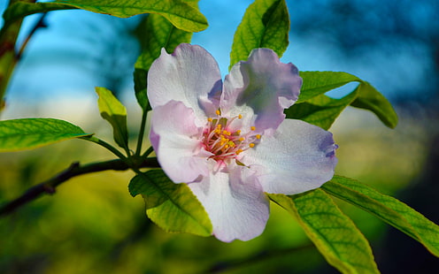Blumen, Blume, Mandel, Baum, HD-Hintergrundbild HD wallpaper