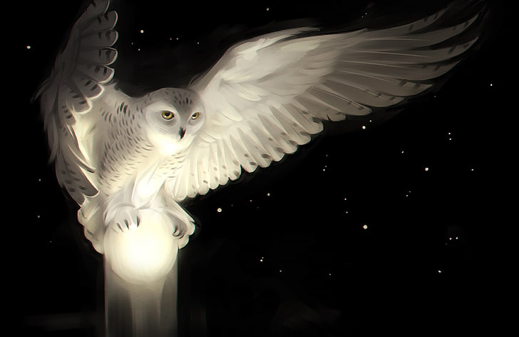 white owl illustration, eyes, look, night, owl, wings, art, HD wallpaper
