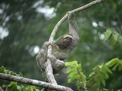 tiga sloth berujung, Wallpaper HD HD wallpaper