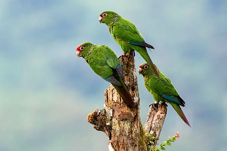 Tiere, Natur, Vögel, Papagei, HD-Hintergrundbild HD wallpaper