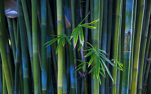 листья зеленого бамбука, бамбук, стебли, листья, ветка, HD обои HD wallpaper