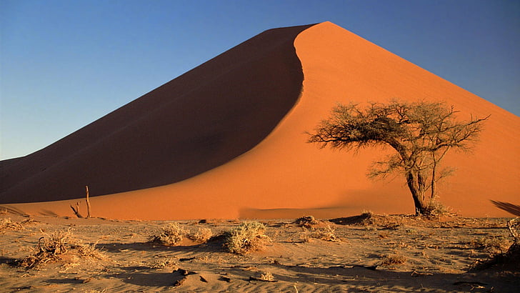 акация, Африка, пустиня, дюни, намиб, намибия, пясък, HD тапет