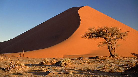 akacia, afrika, öken, sanddyner, namib, namibia, sand, HD tapet HD wallpaper