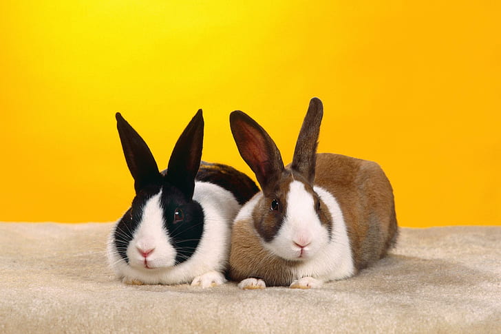 Lovely easter bunny, two black-and-white, and brown-and-white rabbits, lovely, easter, bunny, animals, HD wallpaper