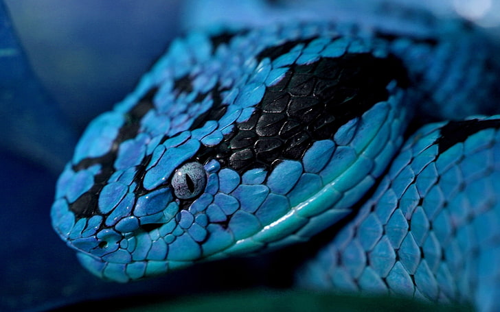 blue and black viper, snake, head, eyes, color, HD wallpaper
