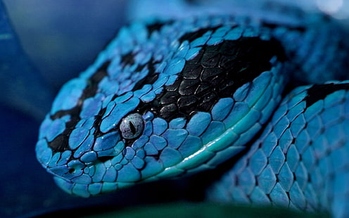 blå och svart huggorm, orm, huvud, ögon, färg, HD tapet HD wallpaper