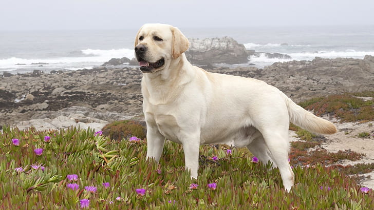 Labrador Retriever, żółty labrador retriever, labrador retriever, HD, pies, zwierzę, obraz, obraz, Tapety HD