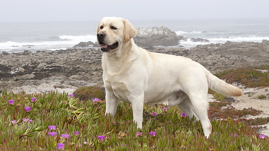 Labrador Retriever, żółty labrador retriever, labrador retriever, HD, pies, zwierzę, obraz, obraz, Tapety HD HD wallpaper