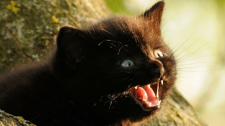 แมวดำแมวสัตว์, วอลล์เปเปอร์ HD