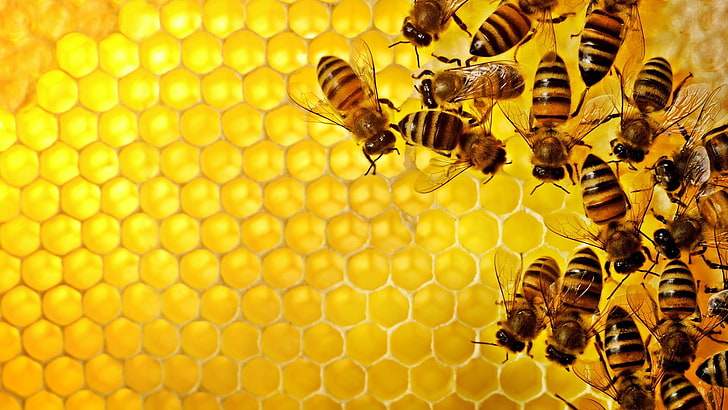 yellow-and-black honey bees, pattern, texture, geometry, hexagon, nature, insect, bees, honey, yellow, hive, HD wallpaper